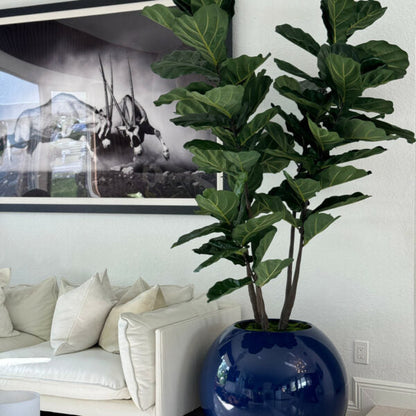 Blaue Globusvase mit Geigen-Feige (Fiddle Leaf Fig)