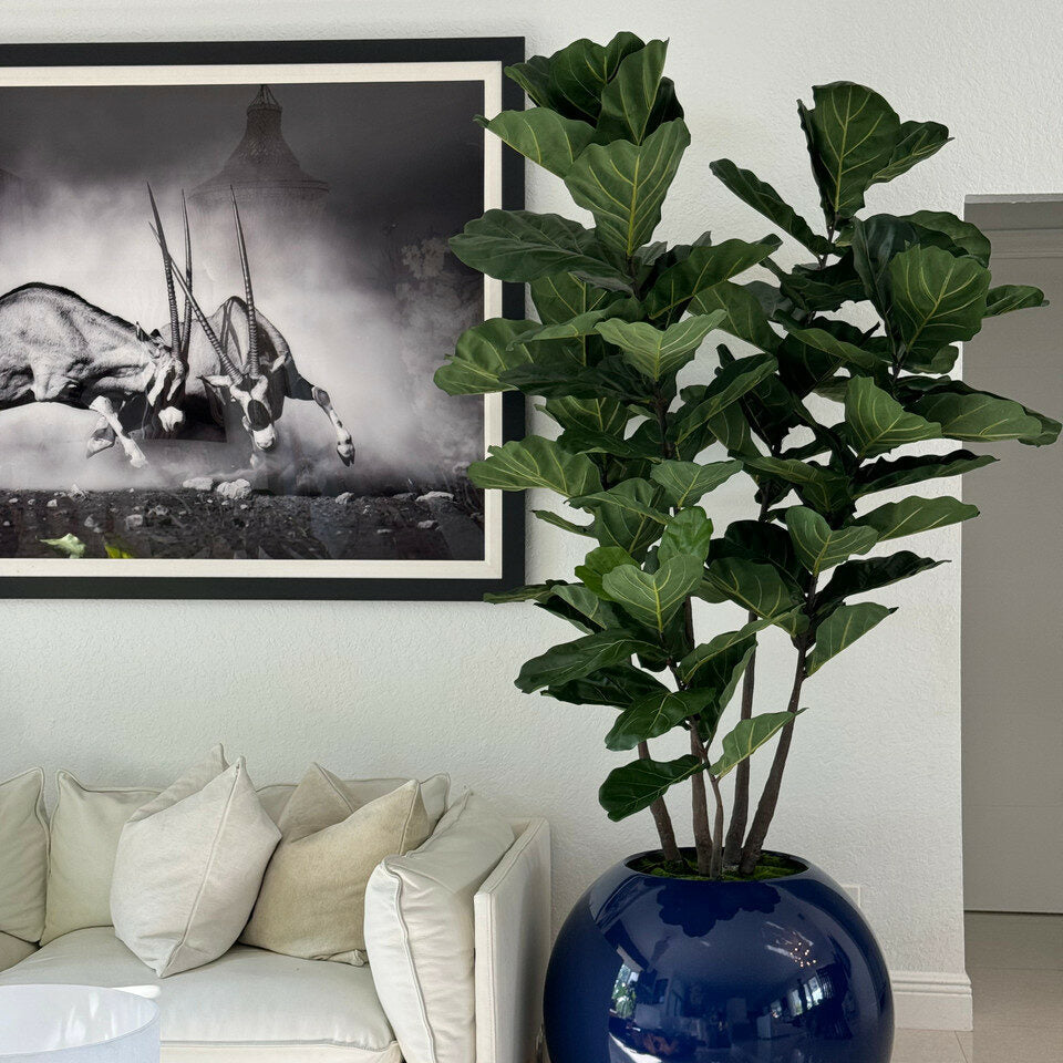 Blaue Globusvase mit Geigen-Feige (Fiddle Leaf Fig)