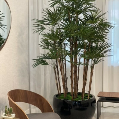 Lady Palm im schwarzen Terragona Pflanzgefäß