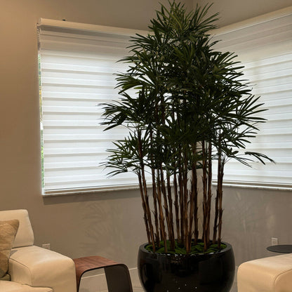 Lady Palm im schwarzen Terragona Pflanzgefäß