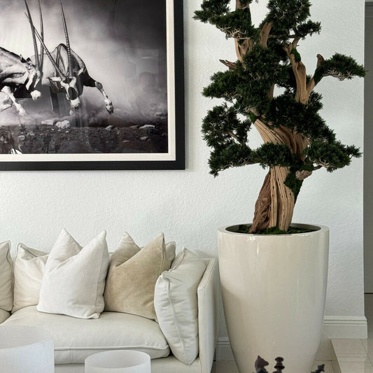 Großer Bonsai im Brannan Pflanzgefäß